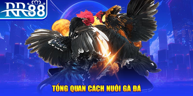ae388 xổ số thứ ba
