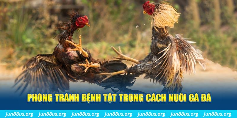 ae388 natural” trong baccarat nghĩa là gì？